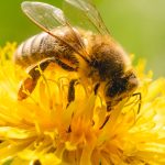 Honey bee covered with yellow pollen collecting nectar from dand