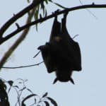 CHAUVE-SOURIS_TERM