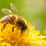 Honey bee covered with yellow pollen collecting nectar from dand