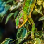 chameleon-384964_1920