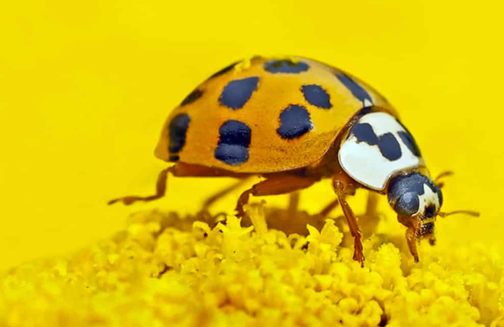 coccinelle