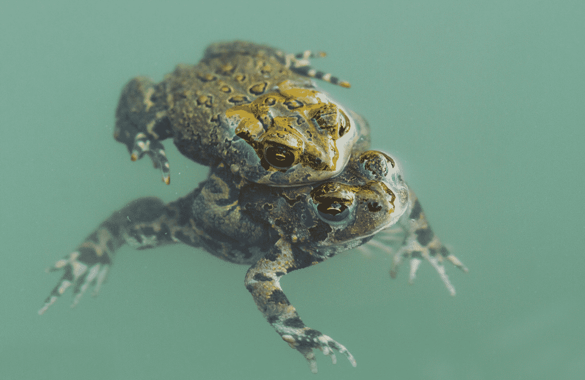 crapaud