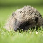 hedgehog-1189108_1920