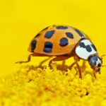 ladybug-1324398_1280