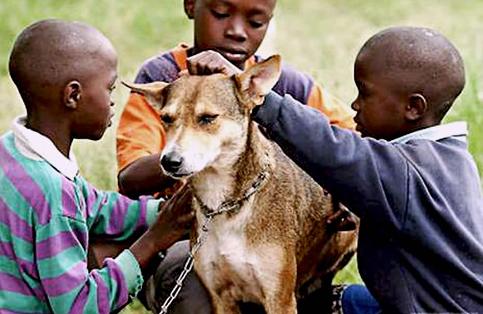 Mkombozi, chien héros