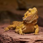 pogona-reptiles-meconnus-AdobeStock_434013215