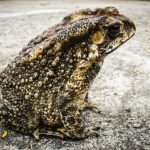 toad-185994_1920