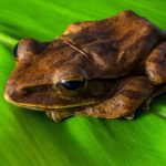 tree-frog-324553_1920