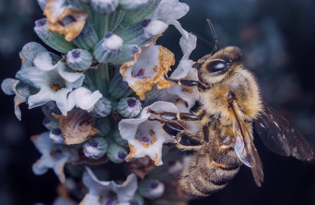 Découvrez les bienfaits du pollen sur notre corps !