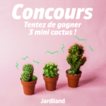 Concours lot mini cactus