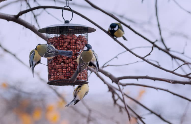 8 Beaux Oiseaux à Observer Cet Hiver Dans Son Jardin