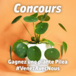 concours-pilea-blog