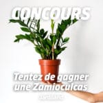 concours-zamiocalcus-blog