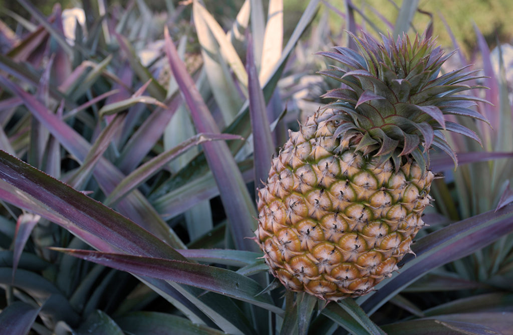 ananas