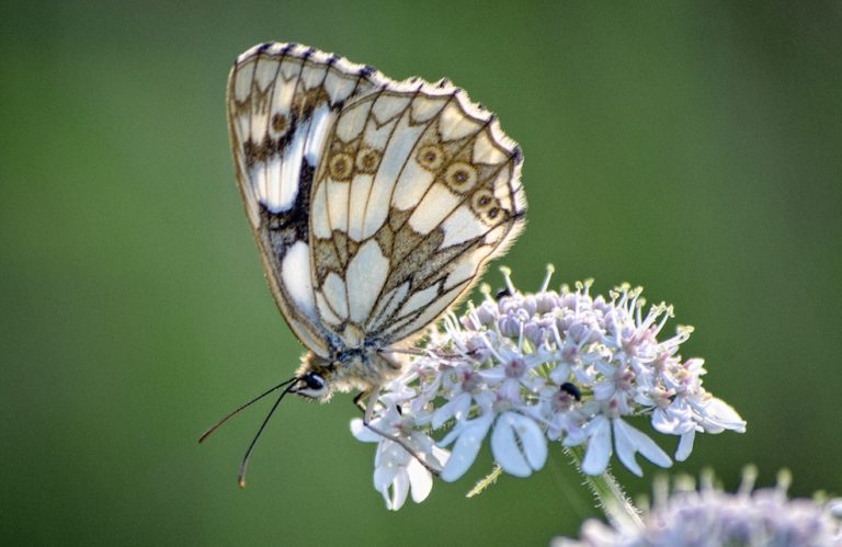 10 Beaux Papillons à Observer Dans Son Jardin En Fin Dété Depuis Mon