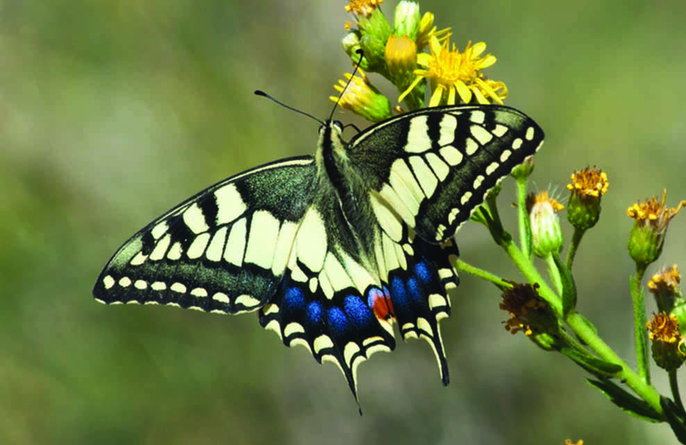 papillon machaon 