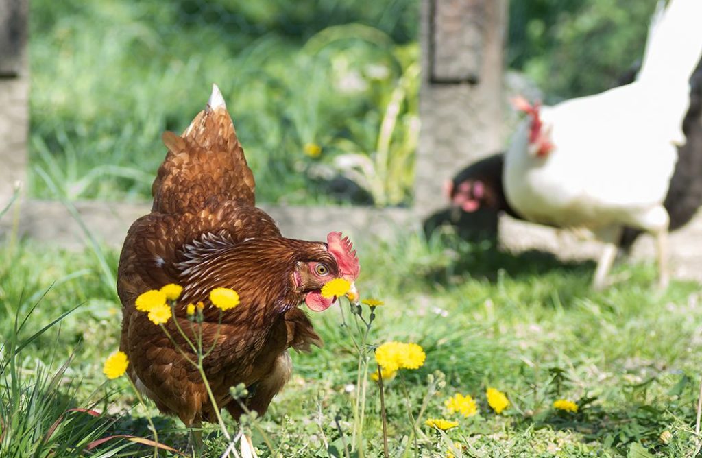 deux poules dans un jardin