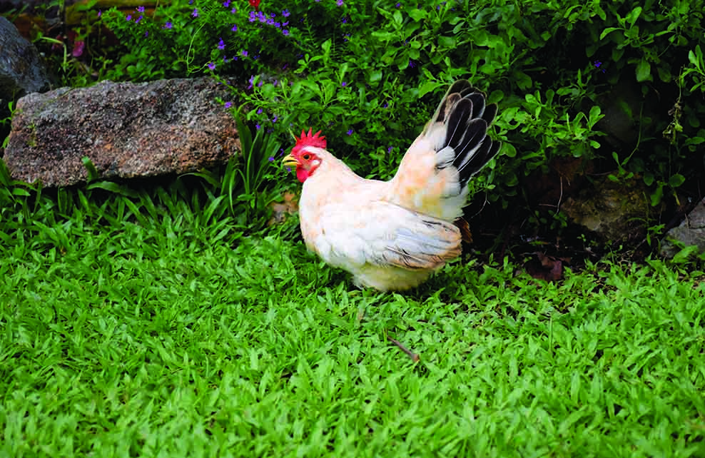 poule blanche se baladant dans un jardin 