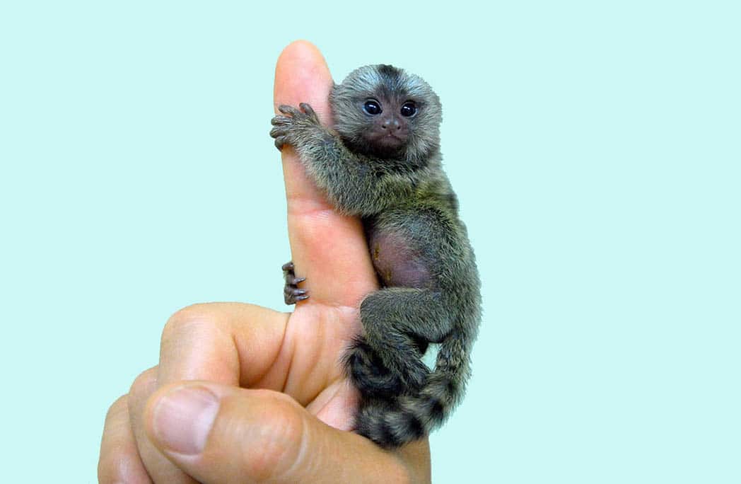 minuscule singe accroché à un doigt d'une main