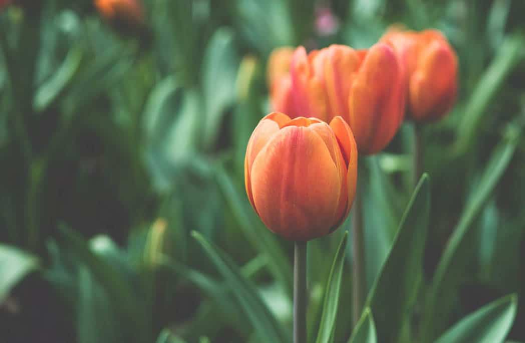 5 raisons de laisser les fleurs sauvages s'installer au jardin - Depuis mon  hamac