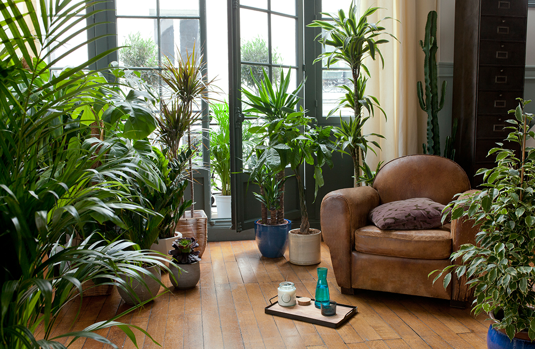 Salon avec fauteuil club et plantes