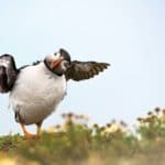 mouette