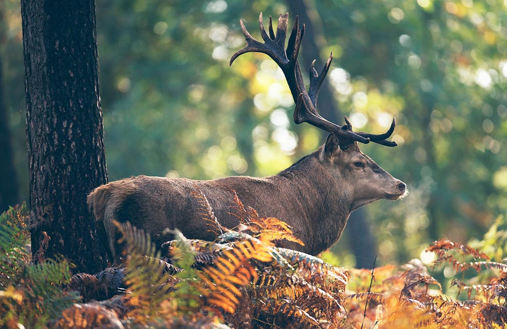 5 animaux que l'on peut observer en automne