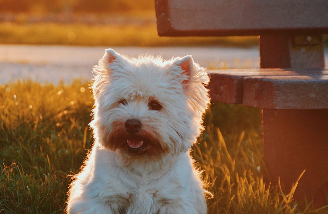 Terrier Est A Chien Ce Que Est A Poisson