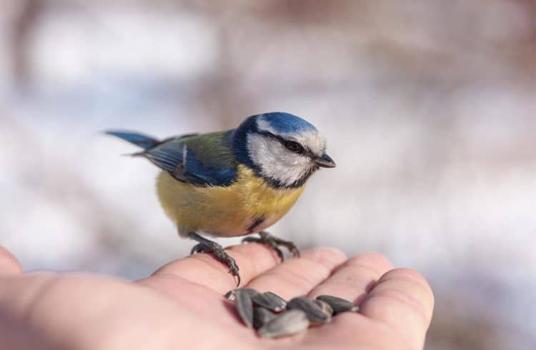 Quel oiseau mange des figues ?