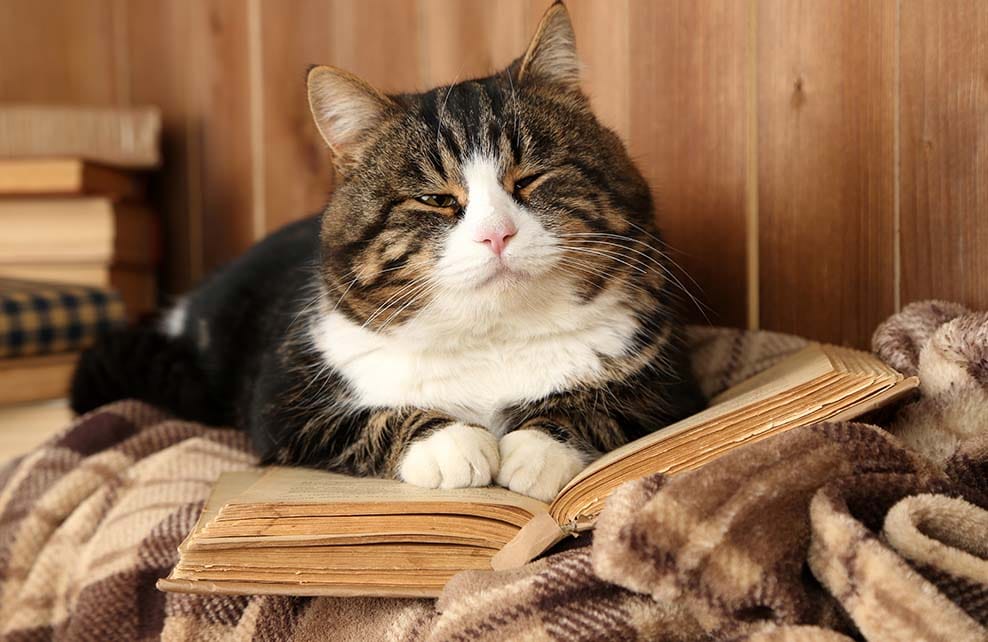 9 Choses Que Vous Ne Savez Pas Encore Sur Les Chats Depuis Mon Hamac