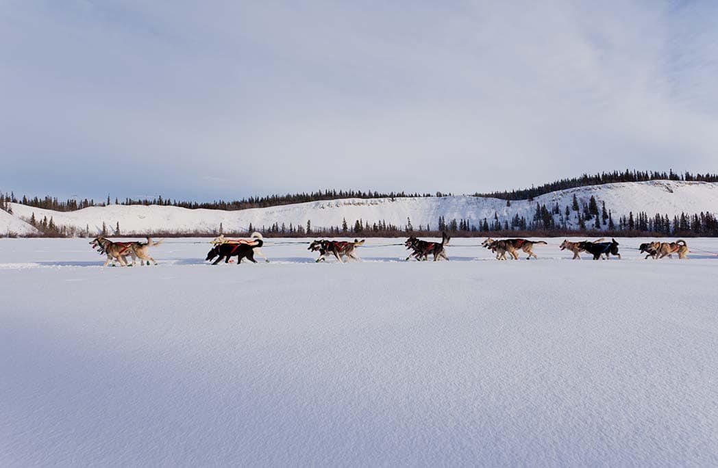 équipage de chiens de traineau marchant dans la neige