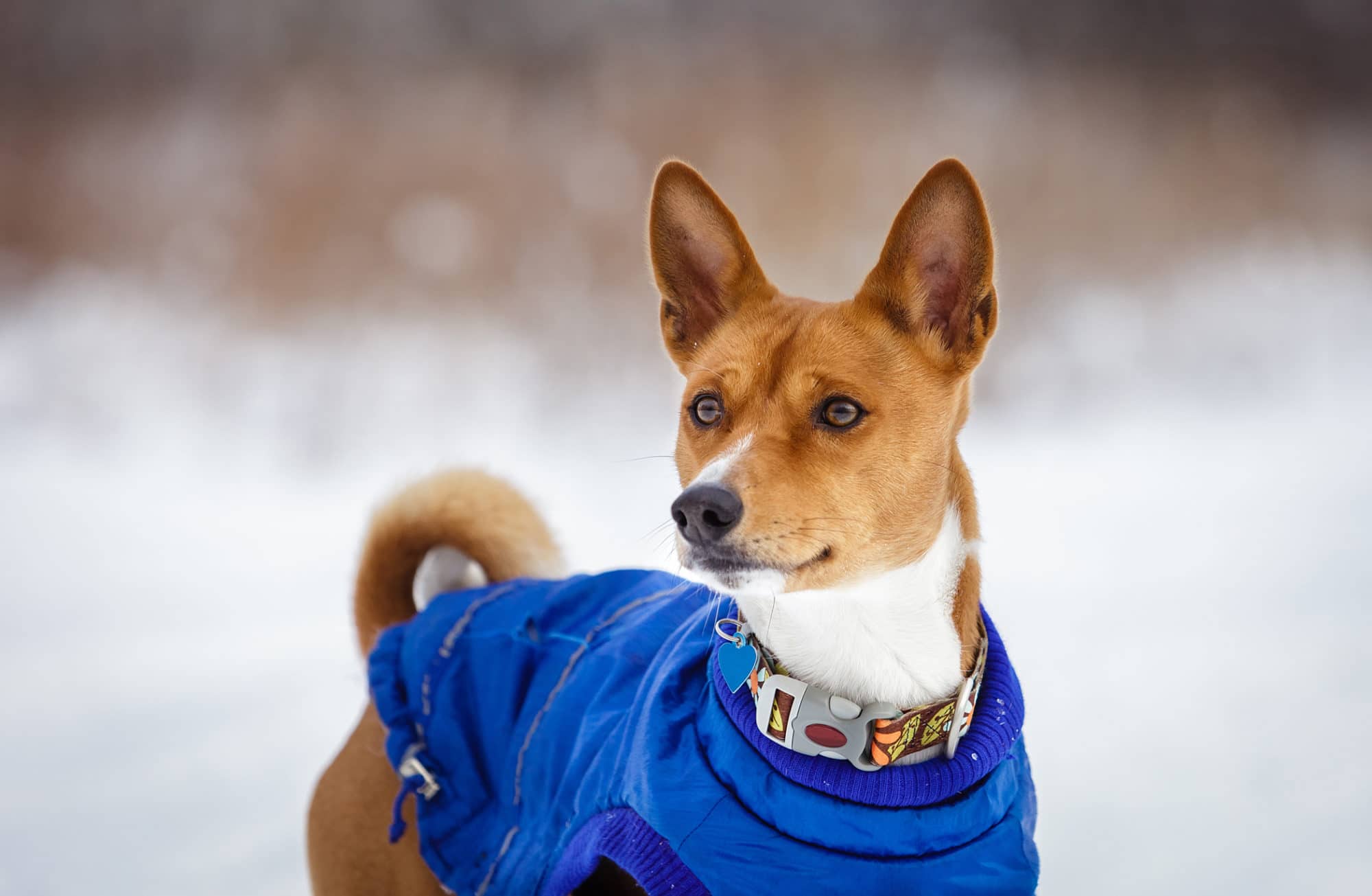 jardiland manteau pour chien