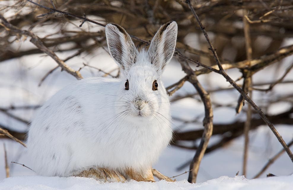 6 Animaux à Observer à La Montagne Lhiver Depuis Mon Hamac