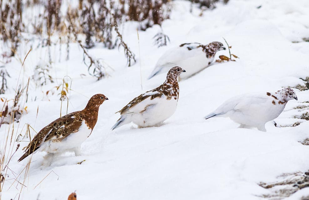 6 Animaux A Observer A La Montagne L Hiver Depuis Mon Hamac