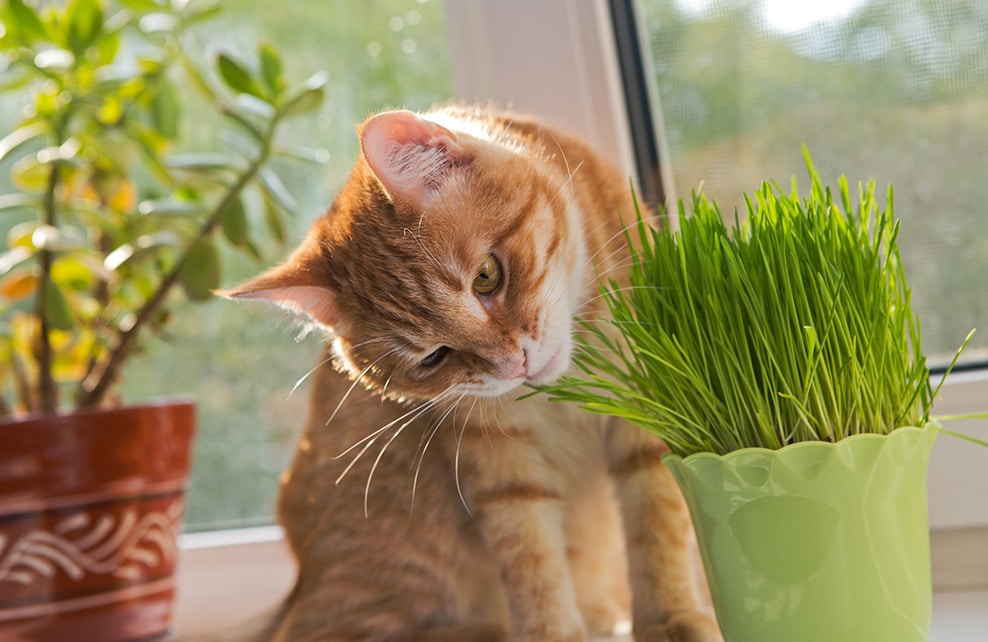 Chat roux en train de manger une plante en pot