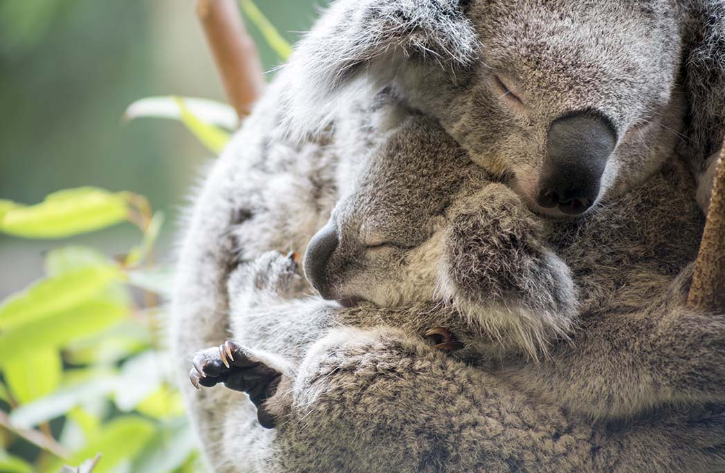 Maman et son bébé koala endormis dans les bras l'un de l'autre