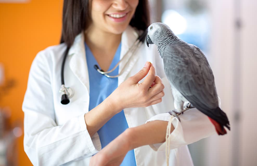 oiseau posé sur le bras d'une jeune femme vétérinaire