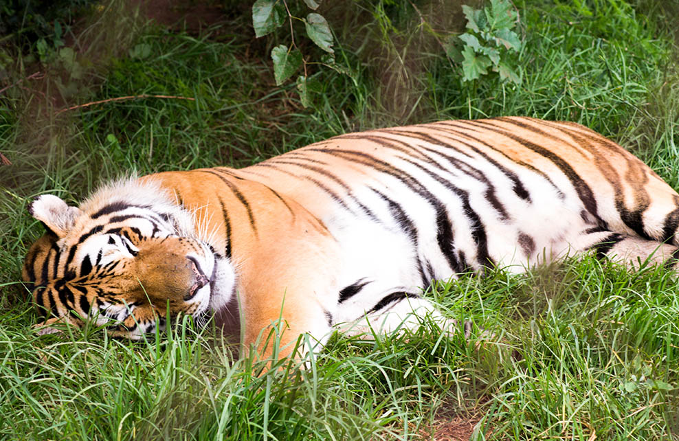 Tigre endormi dans l'herbe