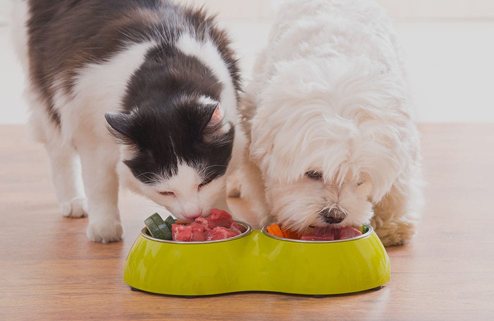 Chat et chien mangeant dans une gamelle 
