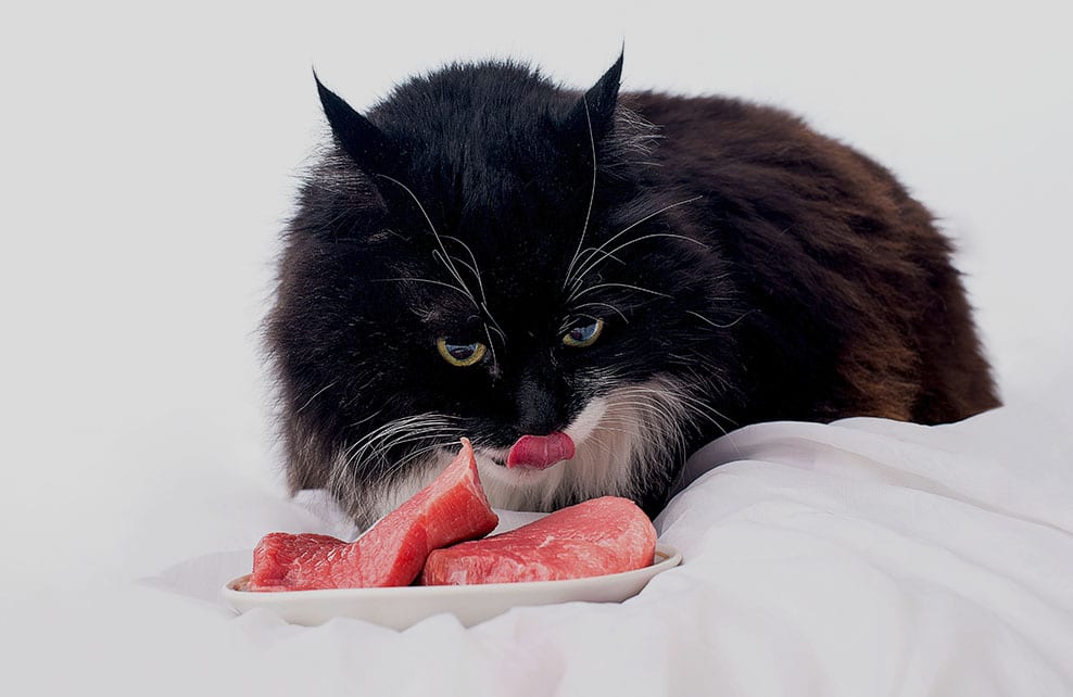 Chat mangeant de la viande crue sur un lit