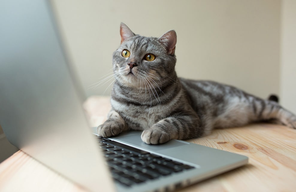 chat devant un ordinateur portable