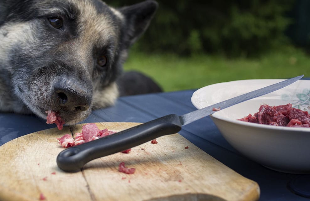 chien devant une planche en bois avec de la viande crue