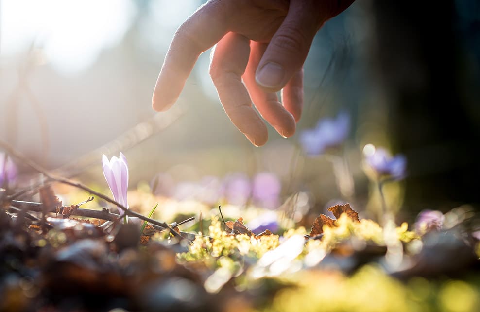 Main ramassant des petites fleurs dans la nature