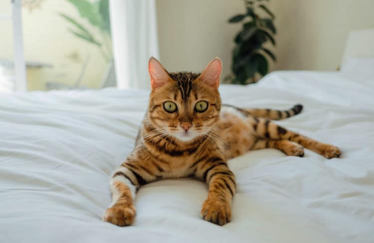 Top 7 Des Plus Beaux Chats Dinstagram Depuis Mon Hamac