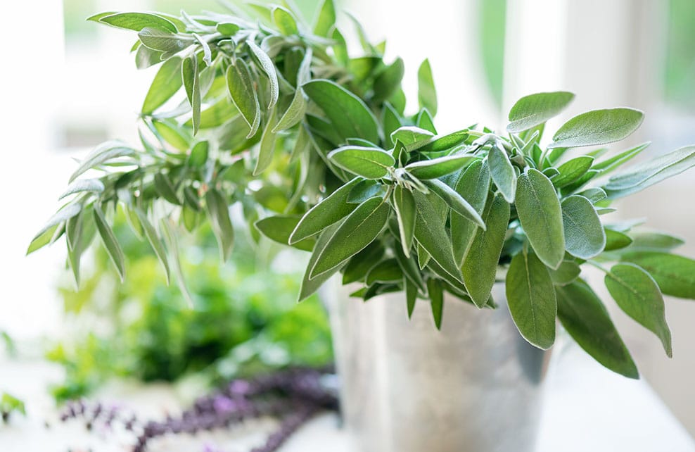 5 plantes médicinales à faire pousser chez soi