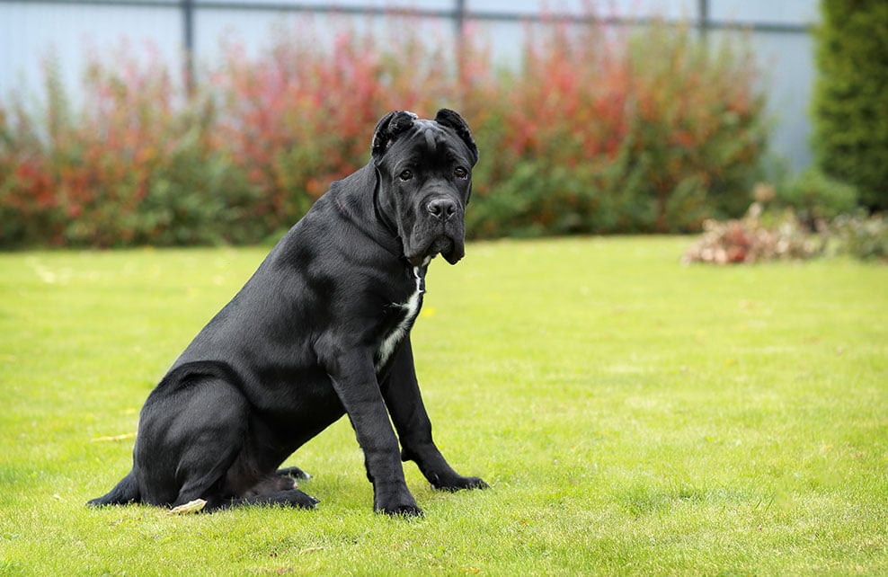 Un chien cane corso noir assis dans un jardin