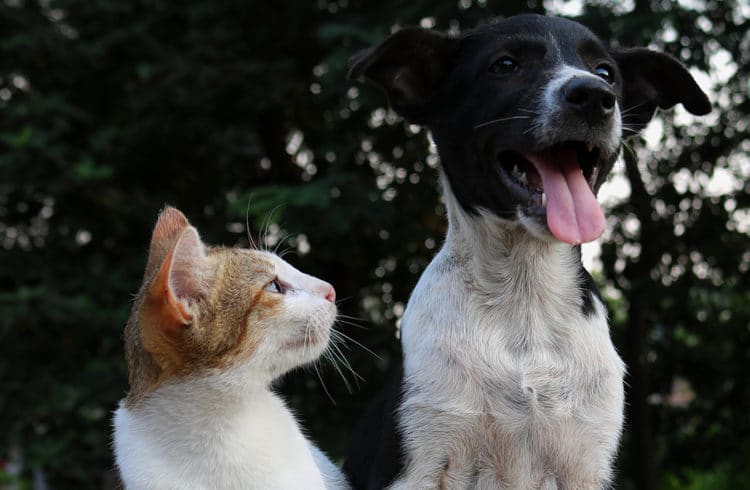 Pourquoi Adopter Un Chien Ou Un Chat âgé Est Une Bonne Idée