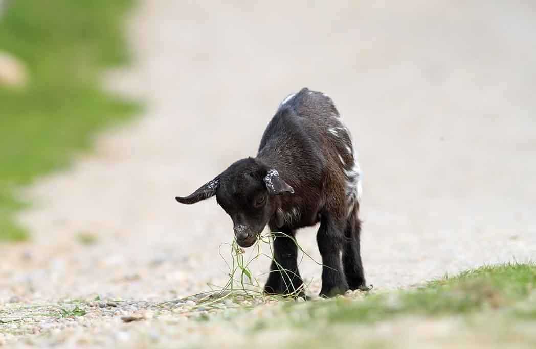 Petite chèvre naine noire au milieu de la route 