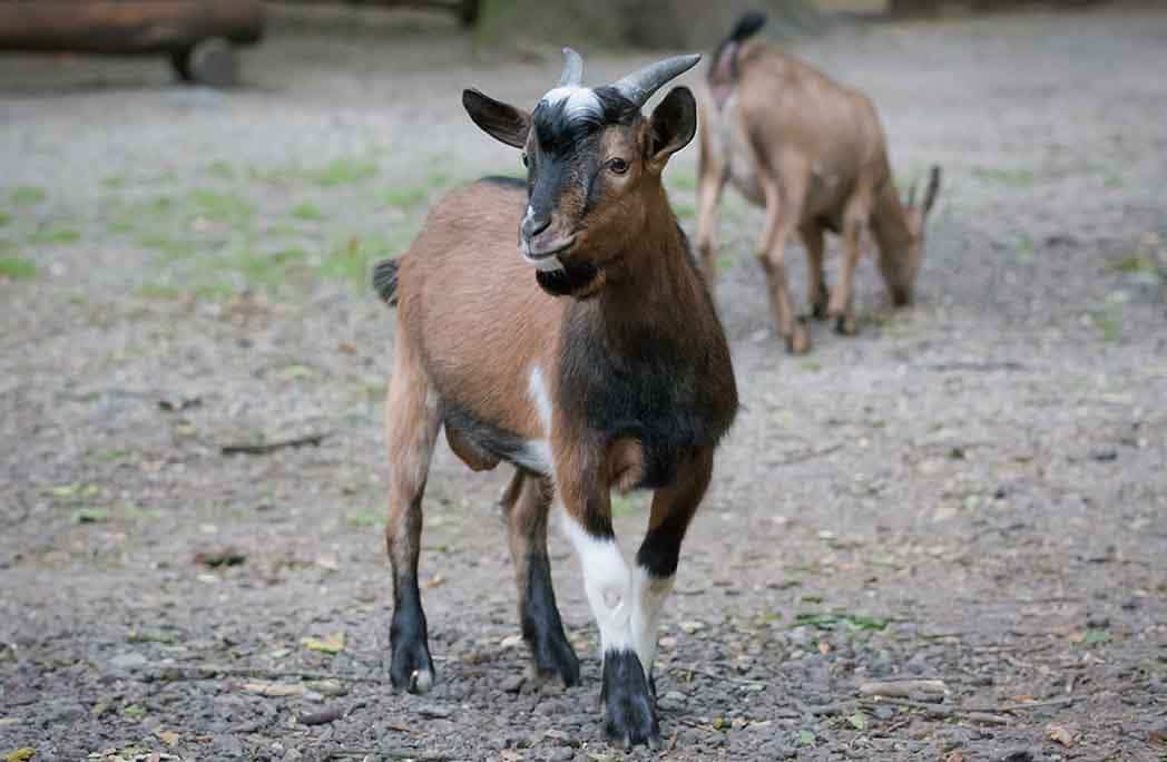 5 bonnes raisons d'adopter une chèvre naine 