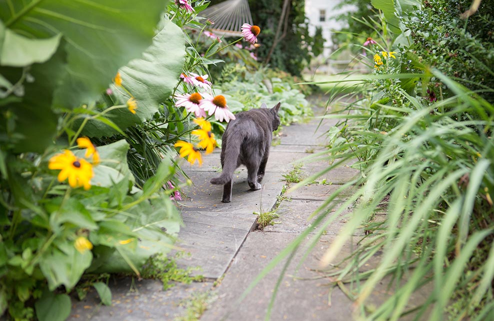 Chat gris marchant dans une allée de jardin bordée de plantes